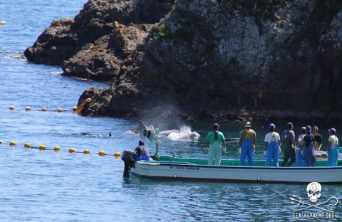 According to Sea Shepherd, the dolphin hunters "smiled and laughed" as they continued to herd the pod.