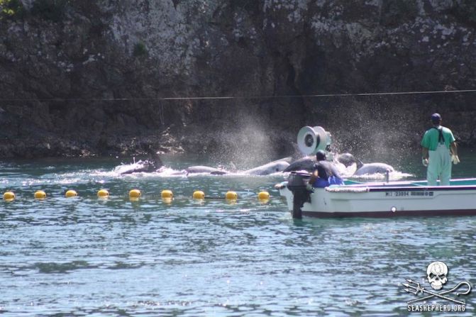 Eyewitnesses said the dolphin family clung together at the center of the shallow cove.