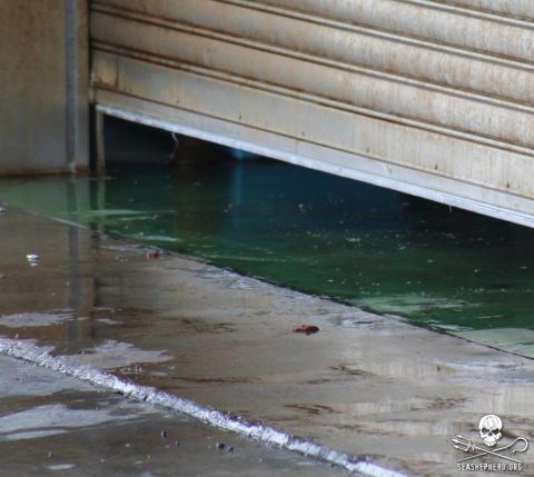 The remains of the dolphin pod can be seen on the floor of a Taiji butcher house, according to Sea Shepherd.