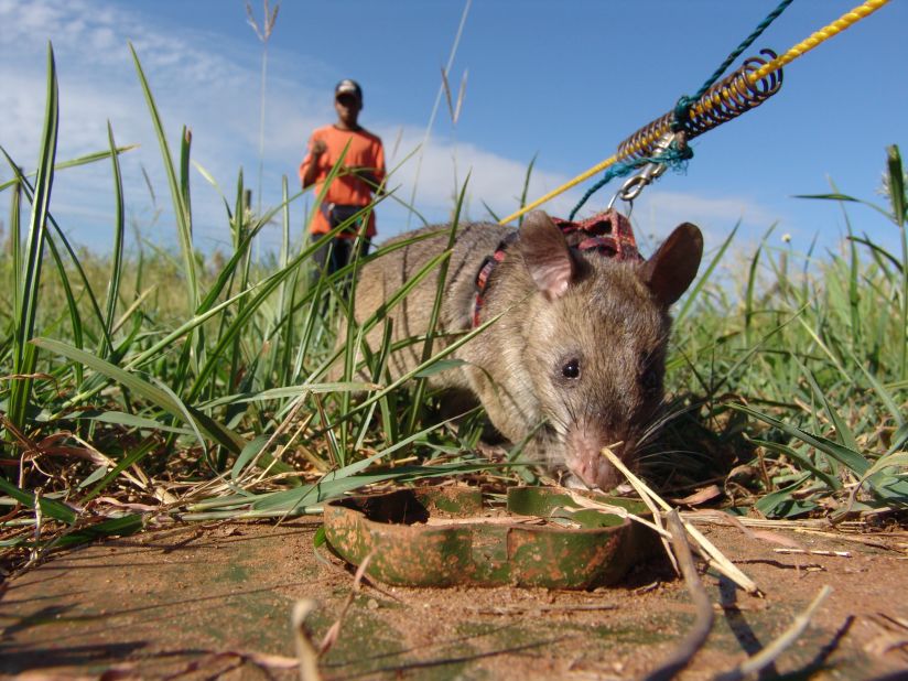 In 2006, Apopo started testing rats on the mine fields in Mozambique, a country that at that time was one of the worst affected by landmines, thanks mainly to a civil war that ended in 1992. 