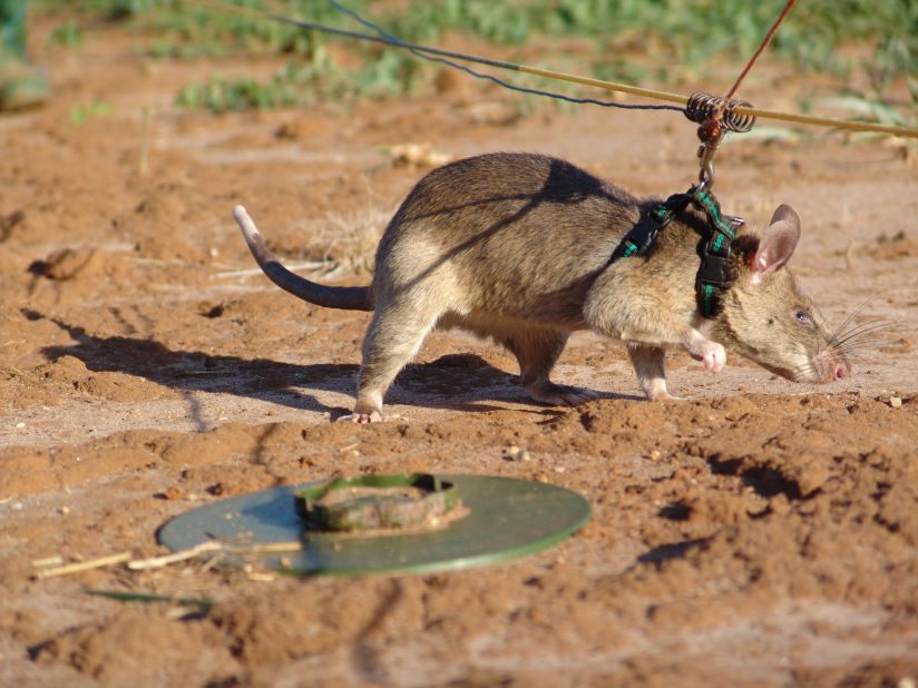 In the final stage of training, mine-detection rats demonstrate their abilities at a training field at Morgoro, Tanzania -- the second largest in the world. It has over 1,500 mines, over 14 types are used during different training stages.