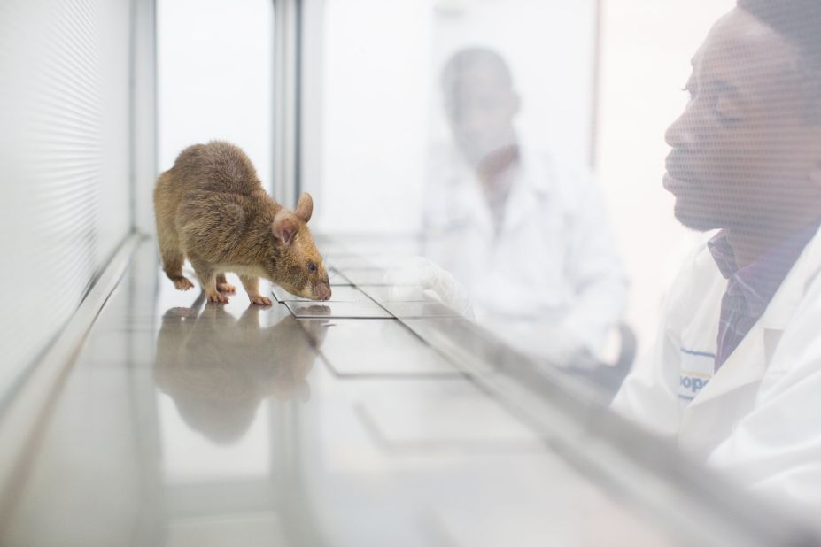 Apopo also trains rats to sniff out TB. Currently, the NGO's rodents are screening TB samples in Dar es Salaam, Tanzania and Maputo, Mozambique.