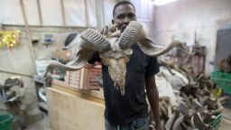 A worker shows a ram skull before crafting a Shofar (a religious musical instrument made from the ram's horn) at a factory in Tel Aviv on September 22, 2014 ahead of the Jewish New Year.