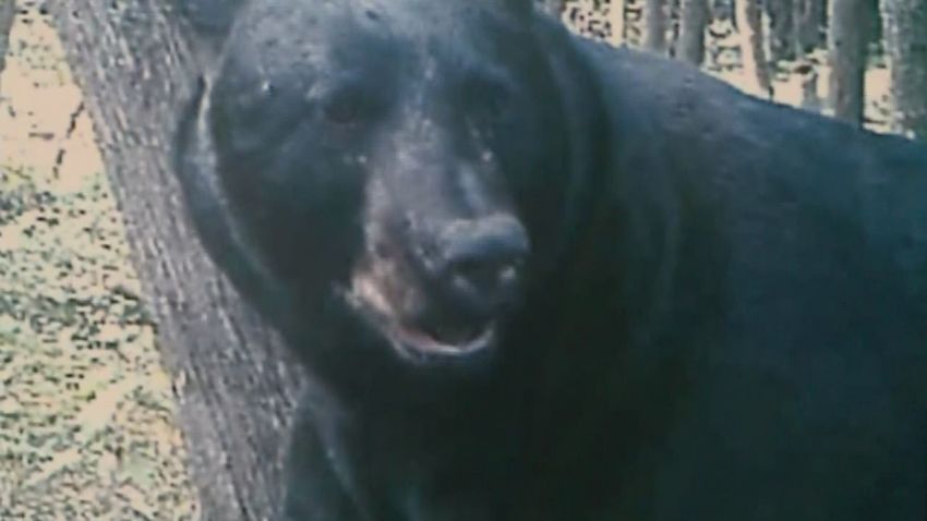 dnt 780 pound bear killed _00012113.jpg