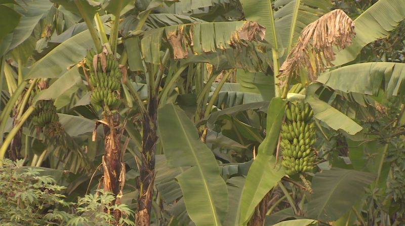 Banana trees are plentiful in Uganda's Kasese district, an area where most people make a living through subsistence farming.