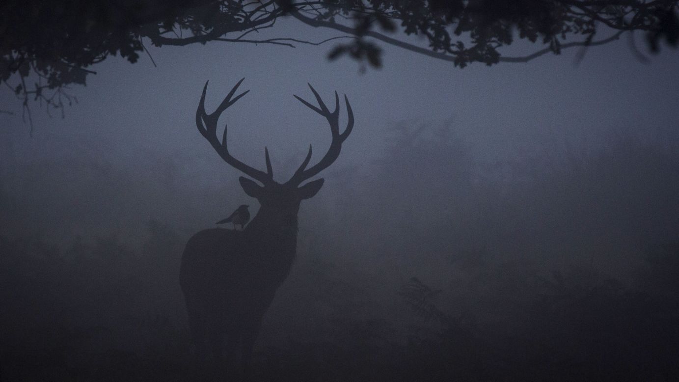 A bird sits on a red deer during a misty morning in London's Richmond Park on Tuesday, September 23.