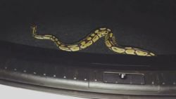 dnt snake found rental car_00003122.jpg