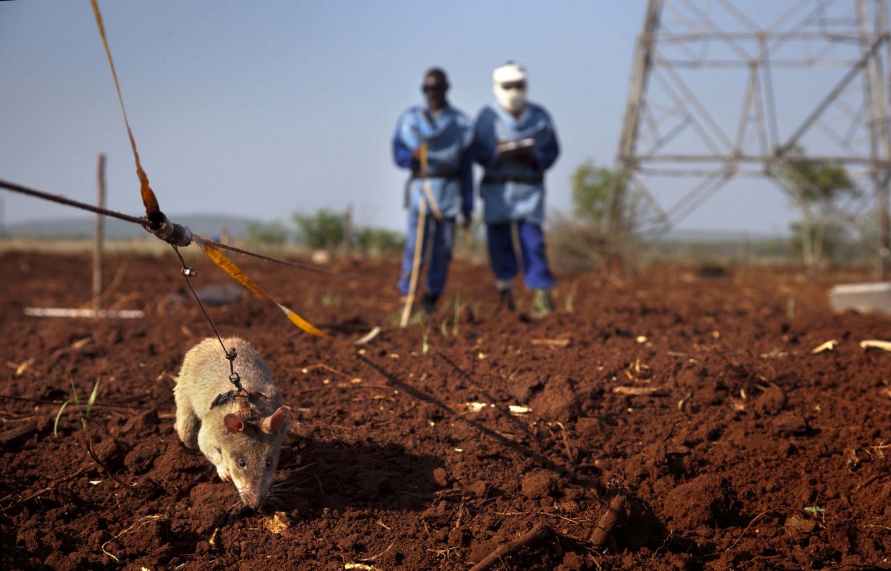 Tanzania-based NGO Apopo trains giant African pouched rats to sniff out land mines and detect tuberculosis -- two scourges that have had a tremendously negative impact on the African landscape.