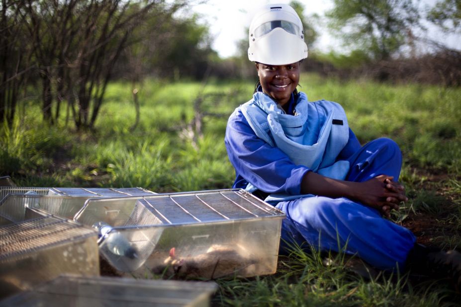 Because rats are small, they are also cheaper to transport and store than dogs -- who are traditionally employed to sniff out mines. In Africa, they are a cheaper option, because they are plentiful and easy to train. Each Apopo rat costs about $7,600 to train (a third the price it costs to train a dog). 