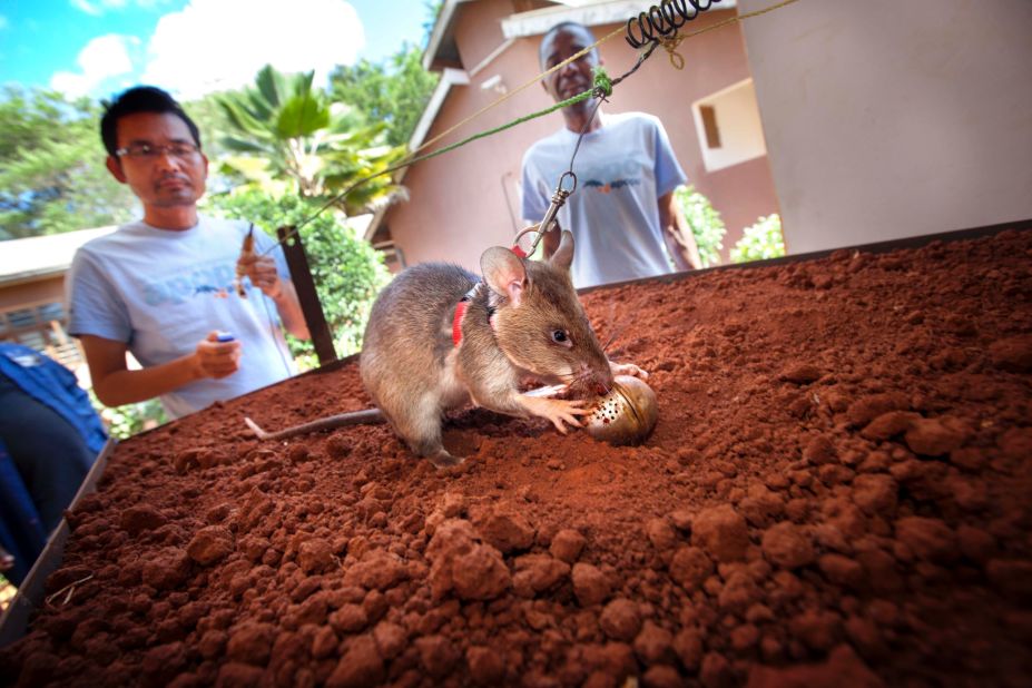 Mine-detection rats are then trained in a sandbox, where they are charged with sniffing out TNT-stuffed tea balls.