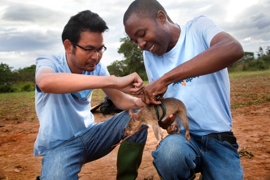 In addition to its work in Mozambique, Apopo has participated in mine-clearing projects in a number of countries, including Angola, Cambodia, Thailand, Vietnam and Lao. Here, one of Apopo's training supervisors works with a Cambodian trainer.