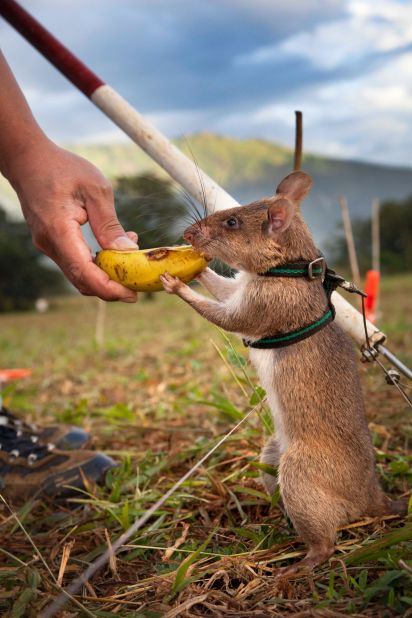 The rats are then conditioned with clicker training, so that they associate the sound of a click with a reward (usually peanuts or bananas). They are then introduced to a target scent (TNT or positive TB samples). 