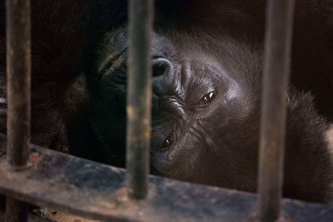 SEPTEMBER 26 - BANGKOK, THAILAND: Bua Noi, Pata Zoo's only gorilla, rests in her enclosure. Located on the sixth and seventh floors of the aging Pata department store, the zoo is being criticized for having cramped, inadequate facilities. A recent campaign to free Bua Noi has received over 35,000 signatures and the chief of Thailand's Department of National Parks, Wildlife and Plant Conservation has agreed to meet with activists to discuss the matter.