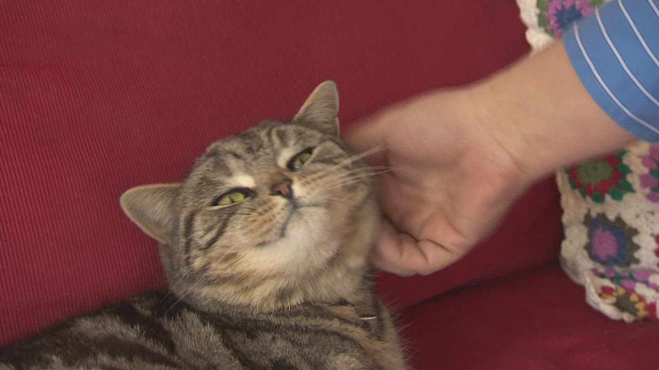 New York will the first state to ban cat declawing CNN