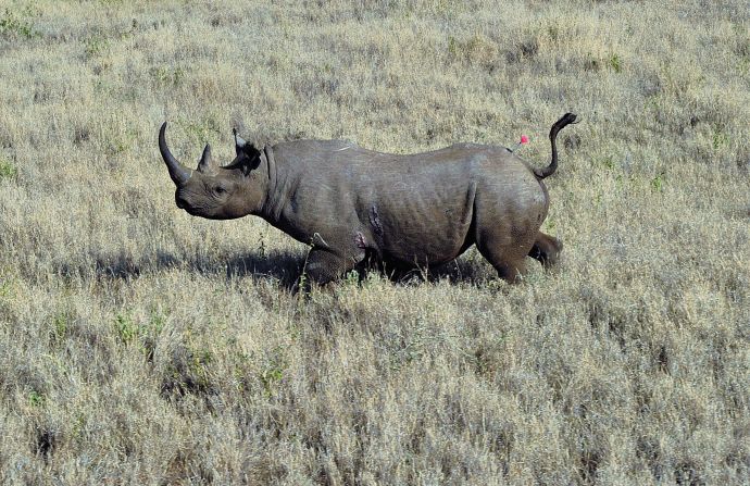 Poachers and hunters are responsible for the early decline of black rhino population. The world's animal population has halved in 40 years as humans put unsustainable demands on Earth, according to <a href="index.php?page=&url=http%3A%2F%2Fwww.cnn.com%2F2014%2F09%2F30%2Fbusiness%2Fwild-life-decline-wwf%2Findex.html">a 2014 report from the World Wide Fund for Nature</a>.