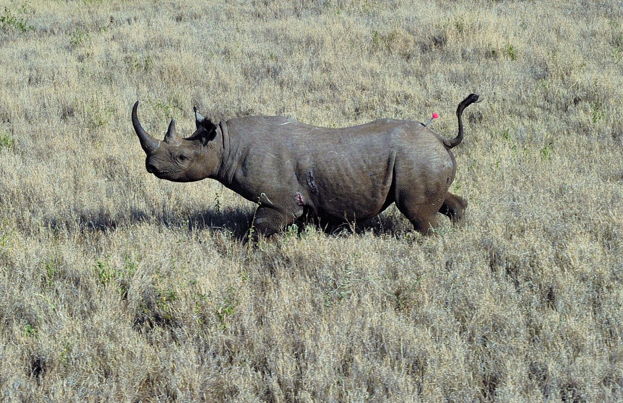Poachers and hunters are responsible for the early decline of black rhino population. The world's animal population has halved in 40 years as humans put unsustainable demands on Earth, according to <a href="http://www.cnn.com/2014/09/30/business/wild-life-decline-wwf/index.html">a 2014 report from the World Wide Fund for Nature</a>.