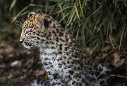Amur Leopard, a rare species of leopard living on the borders of Russia and China, was the winner of the 2013 WWF award dedicated to the positive evolution of an endangered species, but remains critically endangered. 