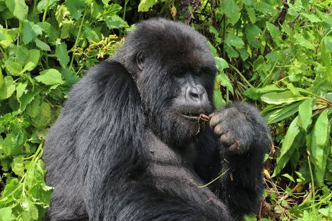 As humans move more into the mountain gorillas' territory, the gorillas have been pushed farther up into the mountains, forcing them to endure dangerous and sometimes deadly conditions, the WWF report on the planet says.