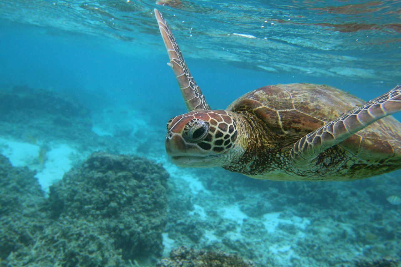 Almost three million people visit the Great Barrier Reef each year.