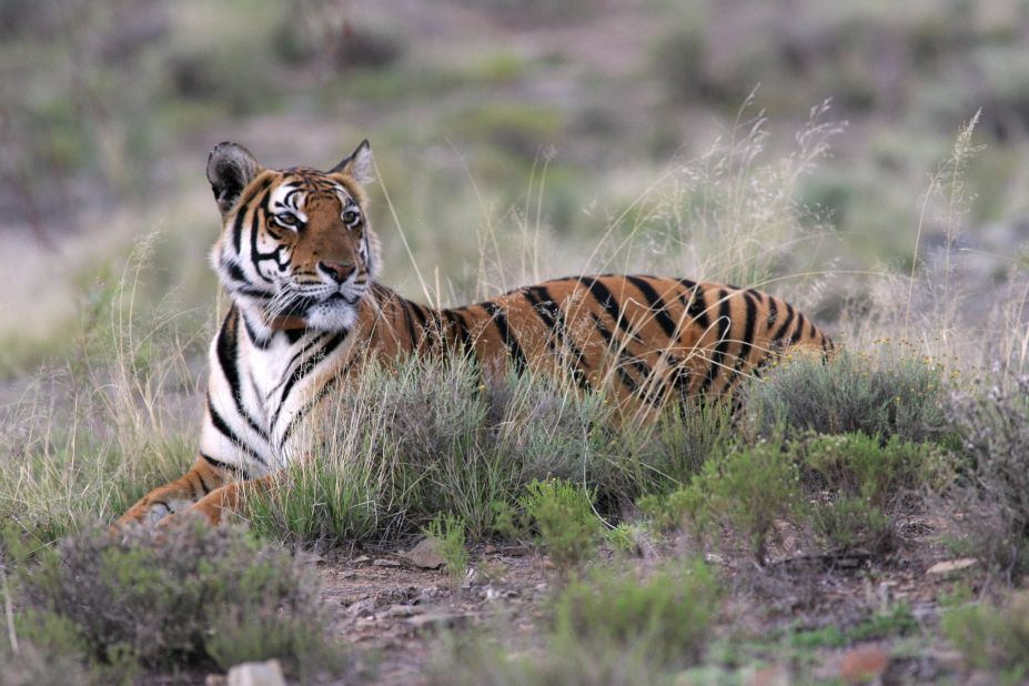 The South China tiger is considered "functionally extinct," as it has not been sighted in the wild for more than 25 years.