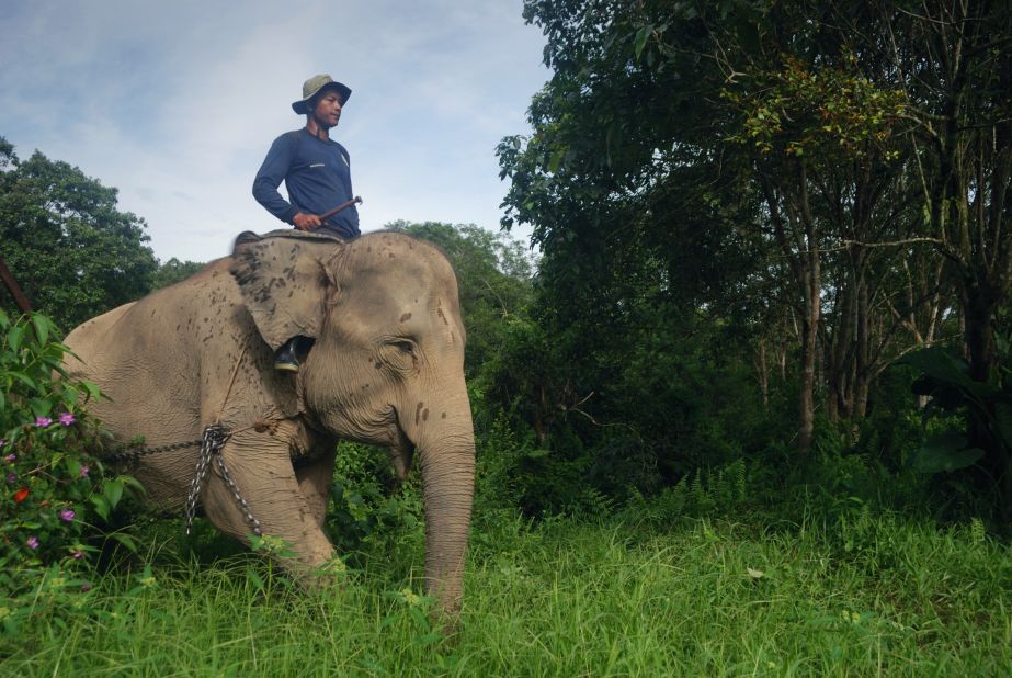 Sumatran elephants come into conflict with humans due to the rapid expansion of palm oil plantations which destroy their habitat.