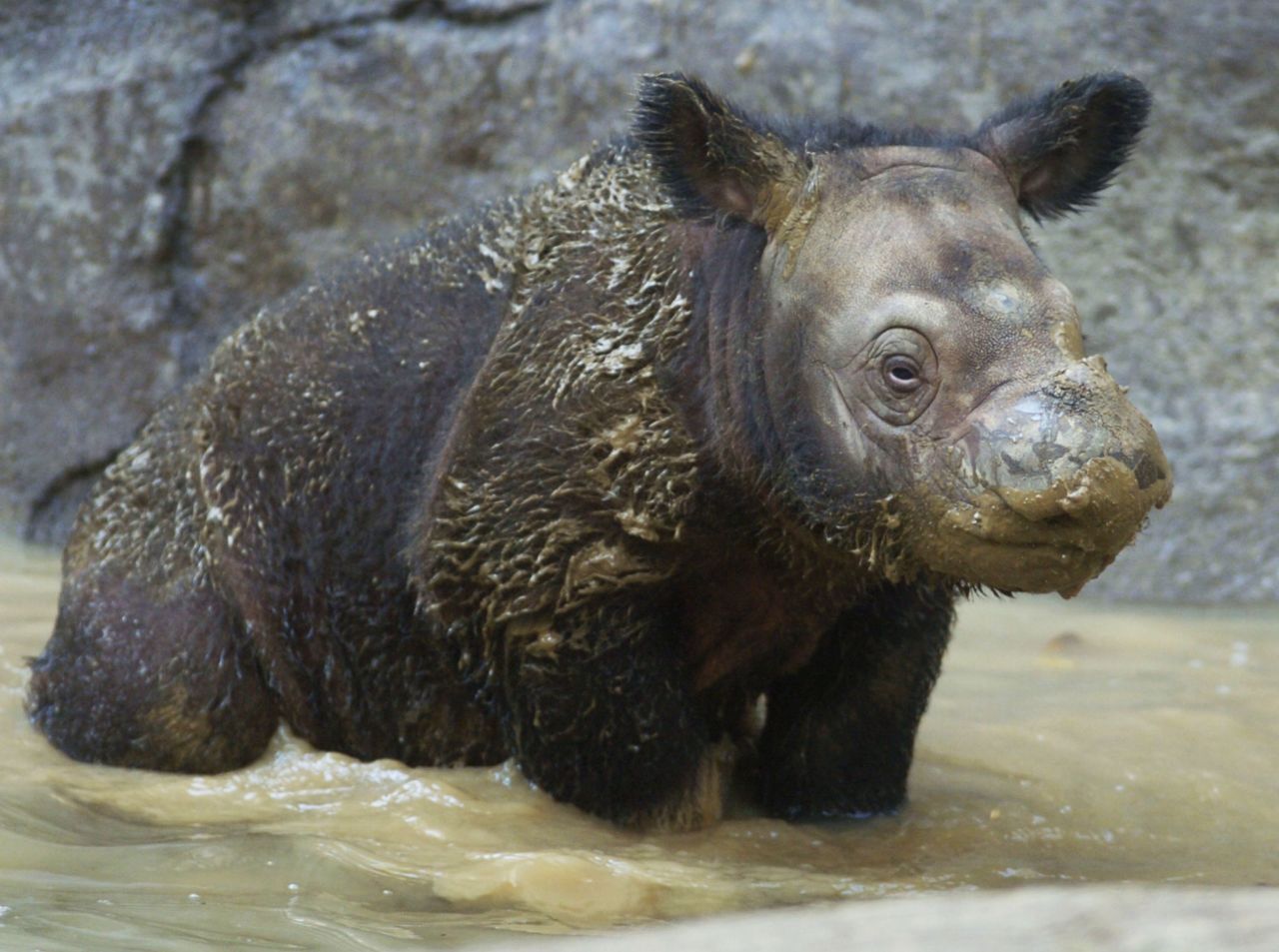 Sumatran rhino populations are extremely threatened by poaching, the WWF says.