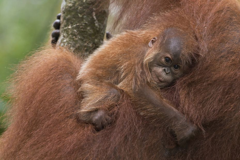 Sumatran orangutans are losing their natural habitats to mining, palm oil and paper plantations. 