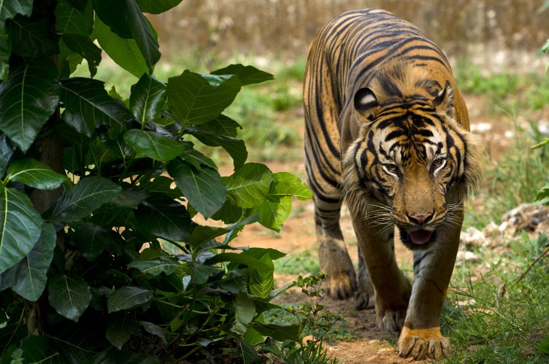 A critically endangered Sumatran tiger walks in its enclosure at Ragunan Zoo in Jakarta on October 23, 2013.