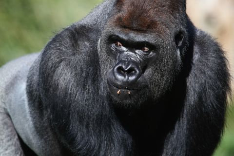 Western lowland gorillas are critically endangered species. Because of poaching and disease, their numbers have declined by more than 60% over the last 20 to 25 years, according to the WWF's report.