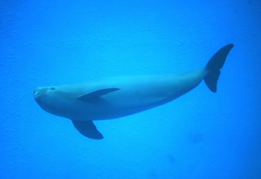 The population of Yangtze finless porpoises is declining rapidly. The freshwater dolphins are suffering due to pollution and  hunting.