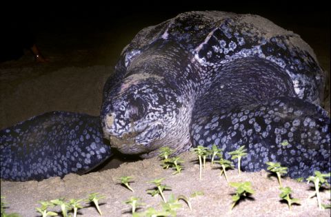 Leatherback turtles are the largest sea turtle species and also one of the most migratory, crossing both the Atlantic and Pacific Oceans. According to WWF, their numbers have seriously declined during the last century as a result of intense egg collection and fishing.
