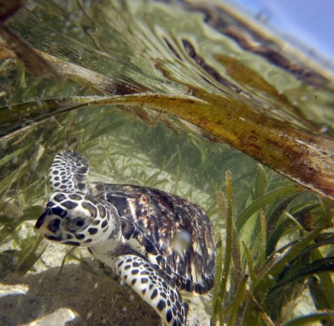 The existence of Hawksbill sea turtles have been traced back 100 million years. Now they are critically endangered, the WWF says.