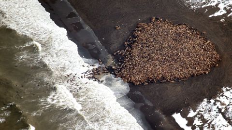 In a photo released by NOAA, about 1,500 walruses are shown on the northwest Alaska coast on September 23.