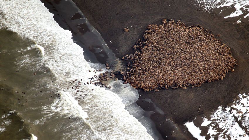 In this aerial photo taken on Sept. 23, 2014 and released by NOAA, some 1500 walrus are gather on the northwest coast of Alaska. Pacific walrus looking for places to rest in the absence of sea ice are coming to shore in record numbers, according to NOAA. (AP Photo/NOAA, Corey Accardo)