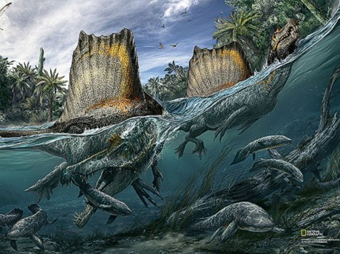 Spinosaurus is the only known dinosaur adapted to life in water.