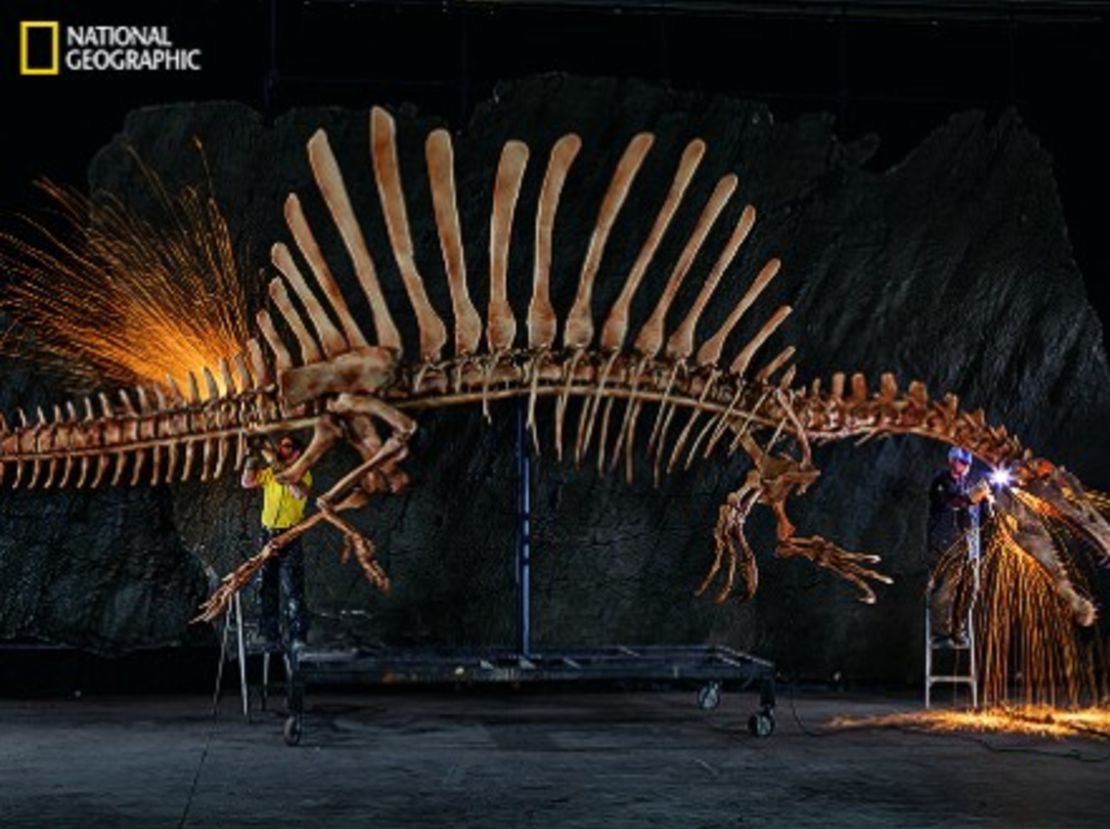 Scientists assembled a spinosaurus model from CT scans of fossils.