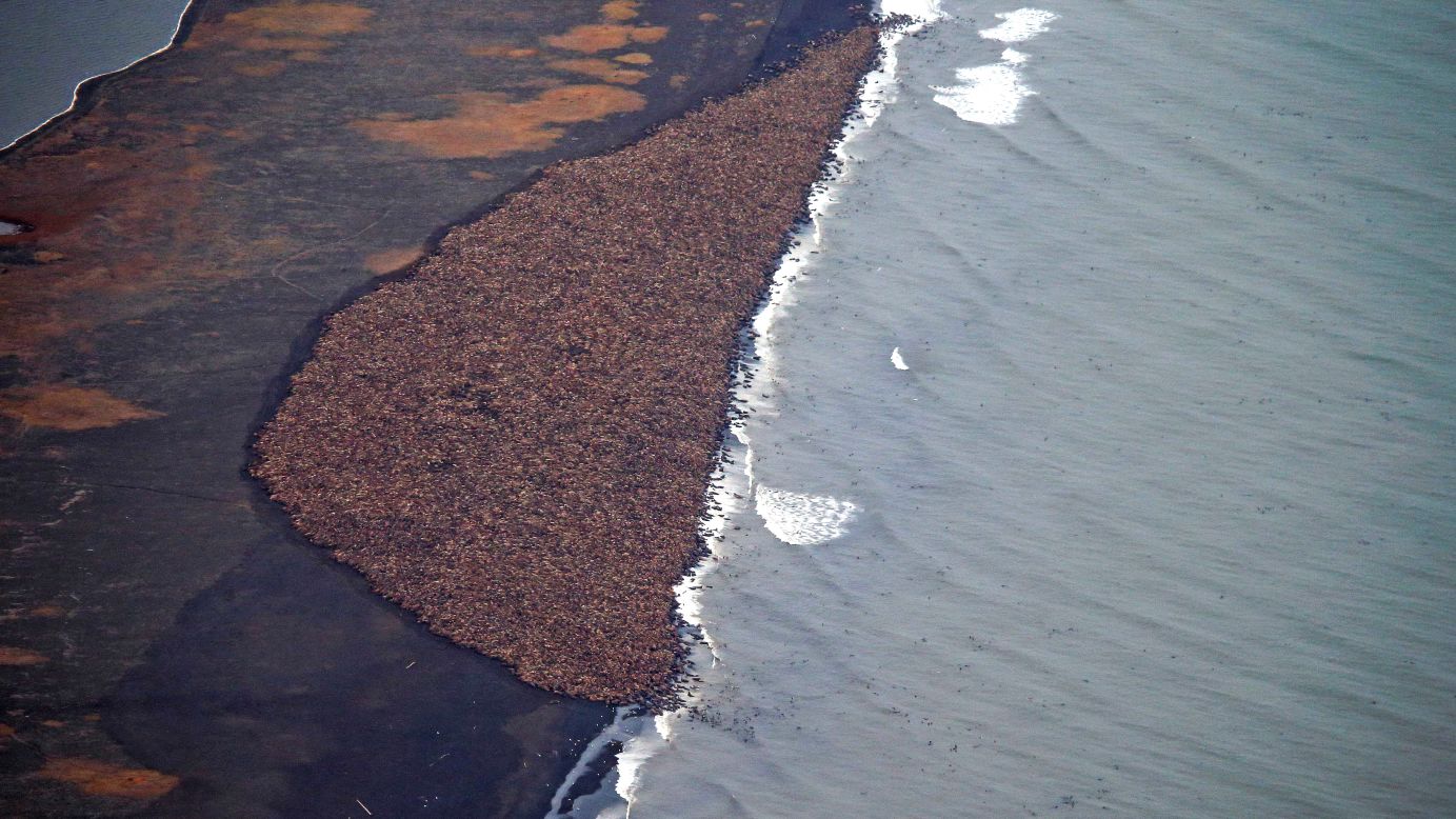 Tens of thousands of walruses gather on a shore near Point Lay, Alaska, in this aerial photo taken Saturday, September 27, by scientists working for the National Oceanic and Atmospheric Administration. According to NOAA, <a href="http://www.cnn.com/2014/10/01/us/alaska-massive-walrus-gathering/index.html">the walruses are forced onto land</a> when sea ice, which they use to rest between dives, disappears. 