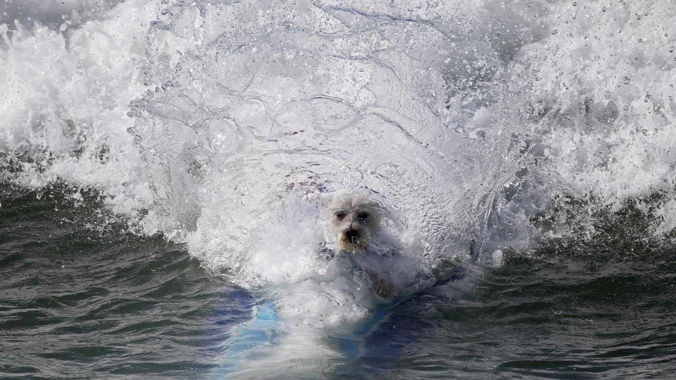 A dog wipes out during the annual Surf City Surf Dog contest in Huntington Beach, California.