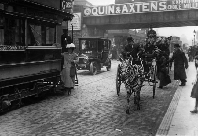 Here a zebra pulls a carriage in London, 1913. In fact, many old photographs purporting to be of zebras were of painted horses. "Always look to see if they have tails," says Witheford. "Zebras don't have tails like horses, they're more like a lion's."