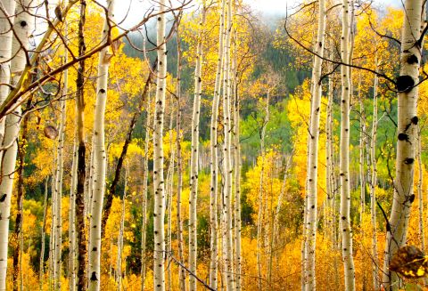 Every autumn, the hills of Aspen, Colorado, turn a beautiful gold. See more photos on <a href="http://ireport.cnn.com/docs/DOC-1175002">CNN iReport</a>.