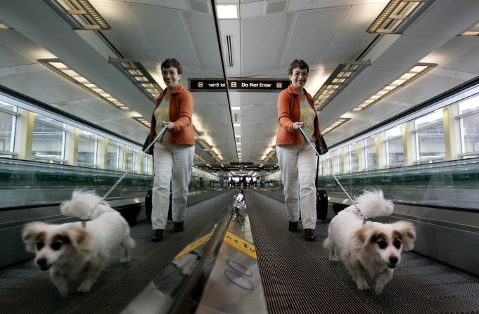 Travelers could learn a thing or two from this dog, who knows that on the moving walkway you walk, not stop. 