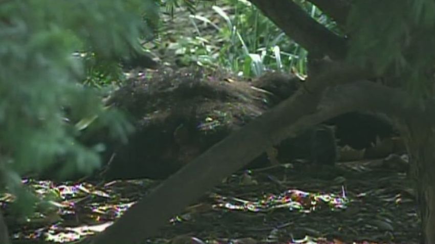 Bear Cub Found Dead In New York’s Central Park Cnn