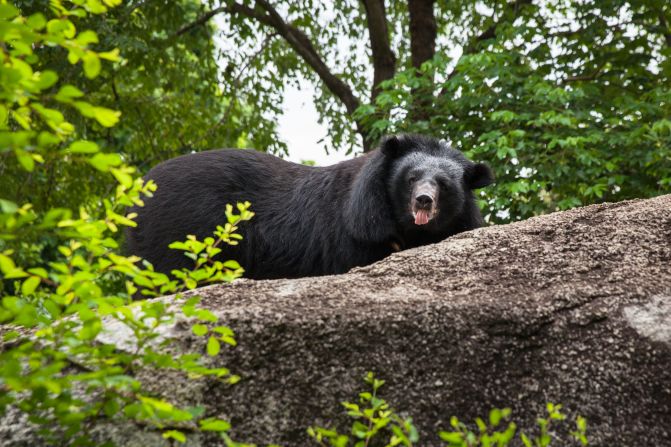 A moon bear roams in one of Free The Bears' compounds at the Phnom Tamao Wildlife Rescue Center. "There aren't many moon bears left in the wild; they've been heavily trafficked to neighboring countries and the population has been decimated," says Free the Bears' Nev Broadis. <a href="http://www.erikapineros.com/" target="_blank" target="_blank">Photo by Erika Pineros.</a>