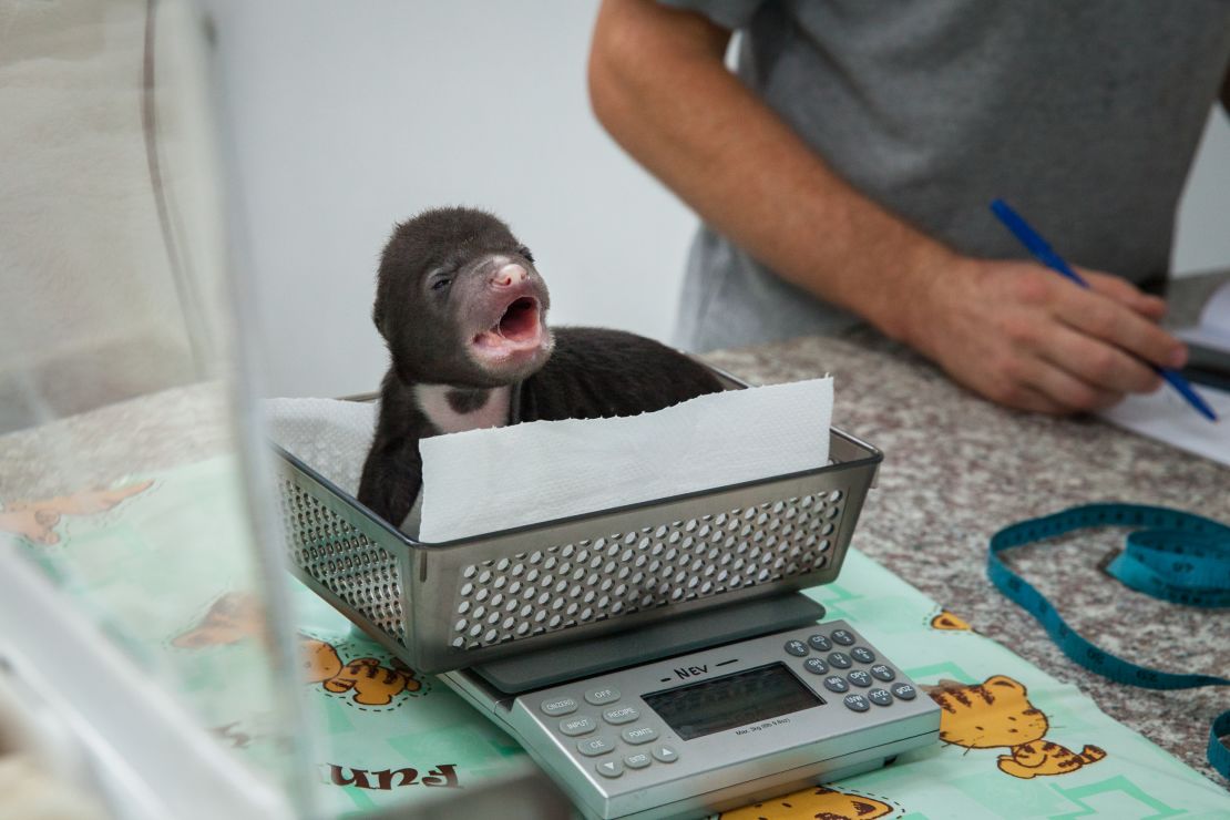 Sun bear cub 'Jammy'' is weighed at the Bear Quarantine Center at the Phnom Tamao Wildlife Rescue Center.