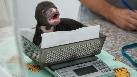 Why Cambodia leads the way in rescuing captive bears 4 Sun bear cub 'Jammy'' is weighed at the Bear Quarantine Center at the Phnom Tamao Wildlife Rescue Center.