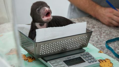 Sun bear cub 'Jammy'' is weighed at the Bear Quarantine Center at the Phnom Tamao Wildlife Rescue Center.