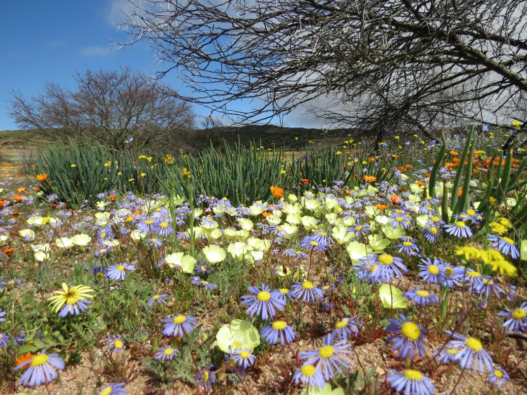 The Cape wild flower season is best viewed between August and late-September, though the bloom is largely dependent on the winds, rain and spring sun. Consistent cold fronts during the winter will produce bountiful flowers and vibrant color. However if the spring gets too hot, the flowers are likely to disappear quicker.<br /><br /><br /><em>Namaqualand spring flowers, captured by </em><a href="https://www.flickr.com/photos/framesofmind/tags/namaqualand/" target="_blank" target="_blank"><em>Chris Preen </em></a>