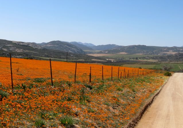 Once a year in South Africa's outback, vast stretches of land suddenly transform into vibrantly colored fields full of exotic flowers. A spring phenomenon that blankets the usually dry region, visitors travel from across the world to view these spectacular landscapes. Whether it be the multi-colored settings in West Coast National Park or the awe-inspiring fields of Namaqualand, these flower beds are assured to take your breath away.<br /><br />By <strong>Monique Todd</strong>, for CNN<br /><br /><em>Namaqualand spring flowers, captured by </em><a href="https://www.flickr.com/photos/framesofmind/tags/namaqualand/" target="_blank" target="_blank"><em>Chris Preen </em></a>