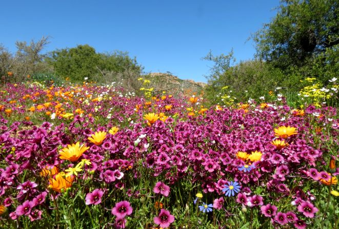 Whilst the flowers showcase their vibrancy in the daylight, they get particularly shy when the night beckons. Daylight is the prime time for the flowers to get pollinated by insects, where the light of the day stimulates a chemical reaction allowing them to open.<br /><br /><em>Namaqualand spring flowers, captured by </em><a href="https://www.flickr.com/photos/framesofmind/tags/namaqualand/" target="_blank" target="_blank"><em>Chris Preen</em></a><em> </em>