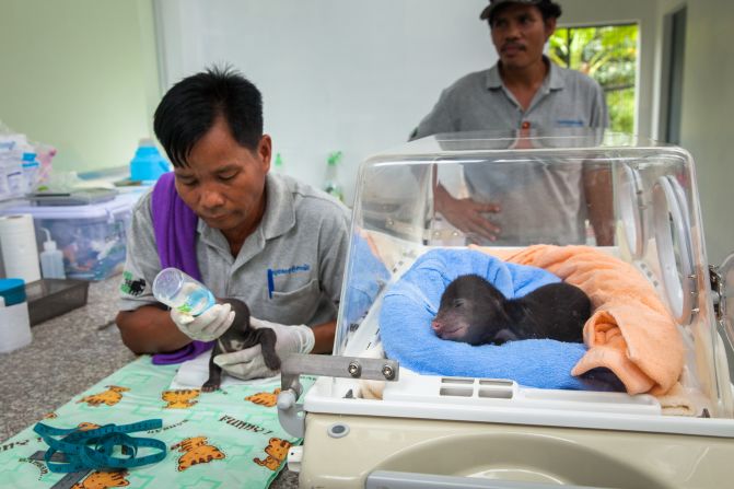 Cambodian keeper Heng feeds one of the twin sun bear cubs nicknamed "Jammy" and "Donut" at the Bear Quarantine center at the Phnom Tamao Wildlife Rescue Center outside Phnom Penh. <a href="http://www.erikapineros.com/" target="_blank" target="_blank">Photo by Erika Pineros.</a>